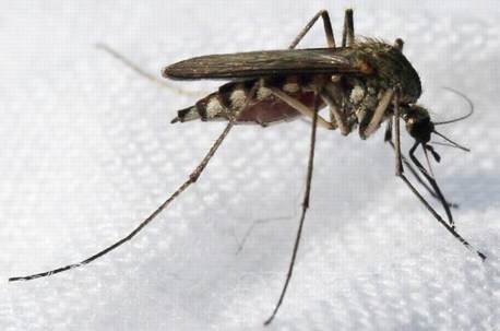 Culex musca