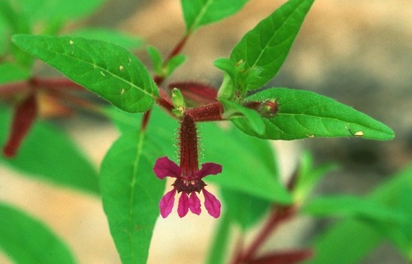 Cuphea viscosissima