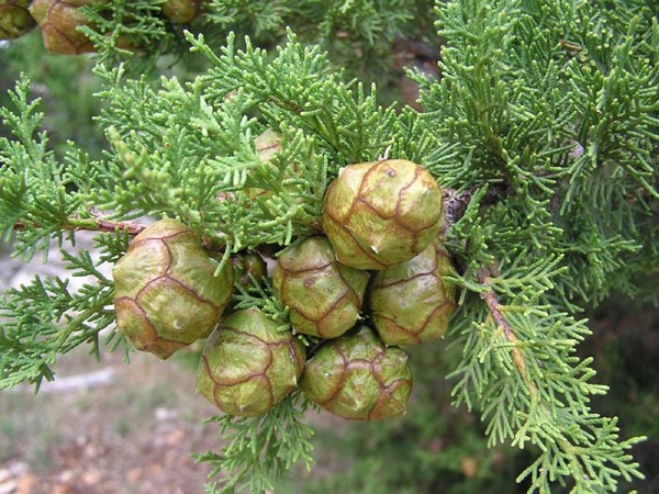 Cupressus australis