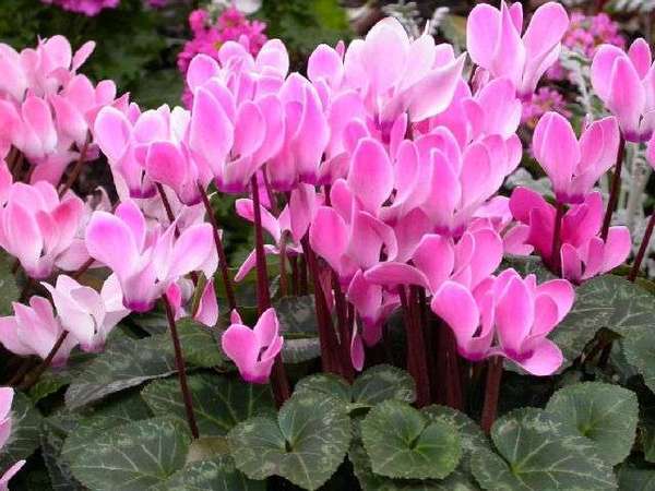 Cyclamen europaeum
