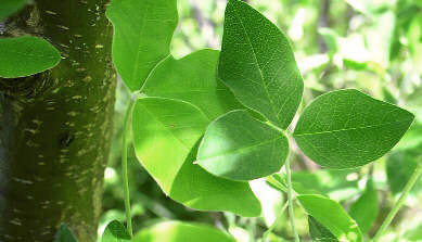 Cytisus laburnum