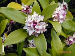 Daphne indica
