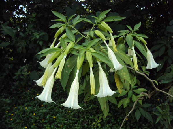 Datura arborea