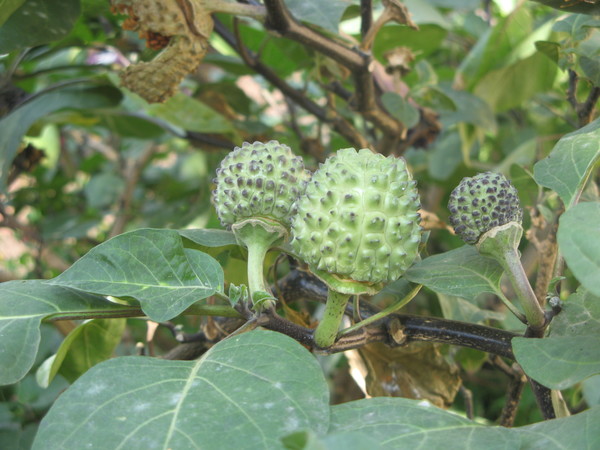 Datura metel