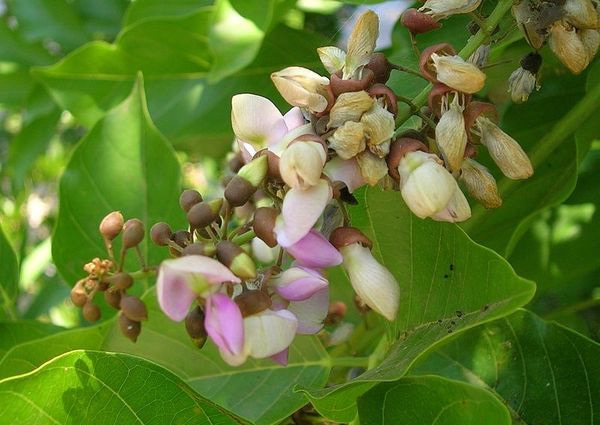 Derris pinnata