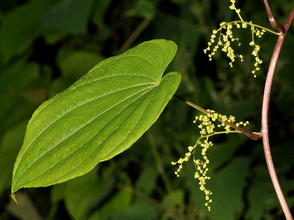 Dioscorea villosa