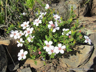 Diosma lincaris