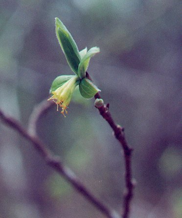 Dirca palustris