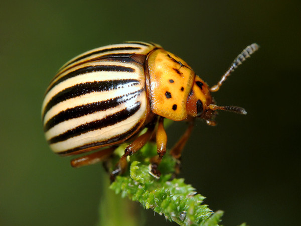 Doryphora decemlineata