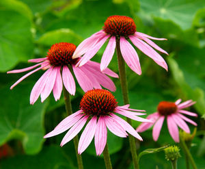 Echinacea angustifolia