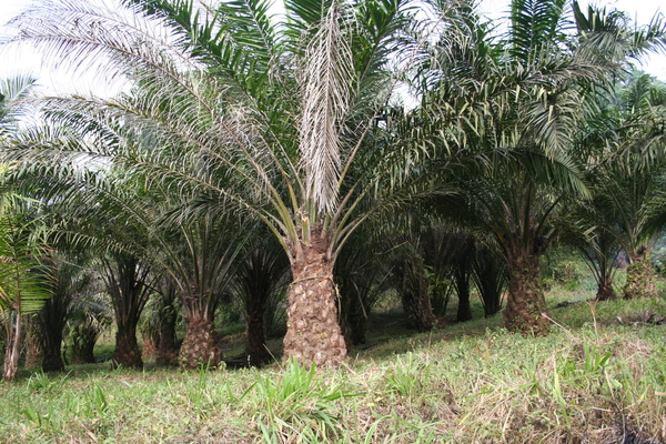 Elaeis guineensis
