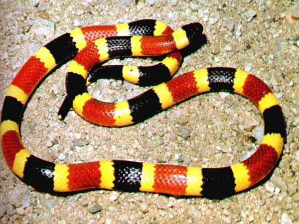 Elaps corallinus