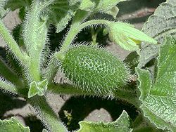 Elaterium officinarum
