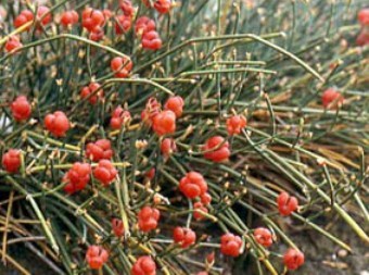 Ephedra vulgaris
