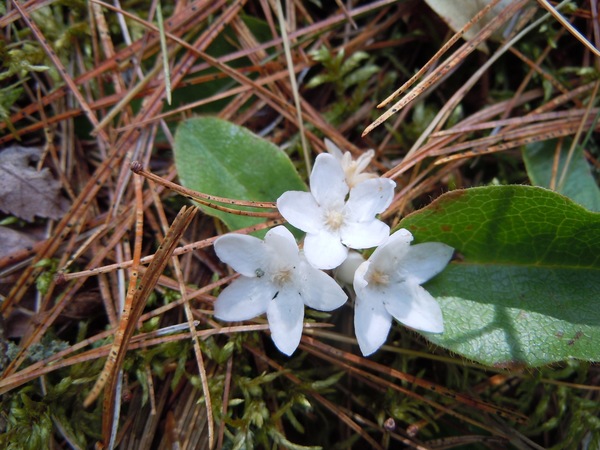 Epigea repens