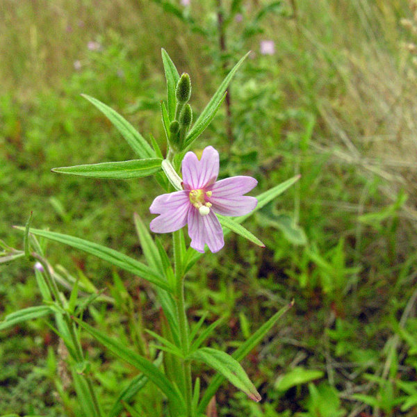 Epilobium palustre