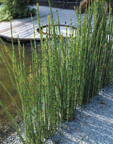 Equisetum hyemale