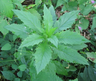 Erechthites hieracifolia