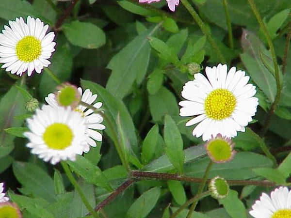 Erigeron canadense