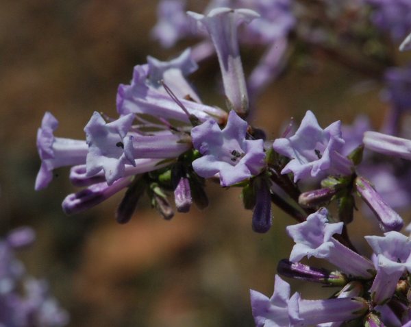Eriodyction californicum
