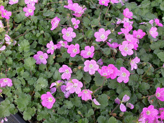 Erodium