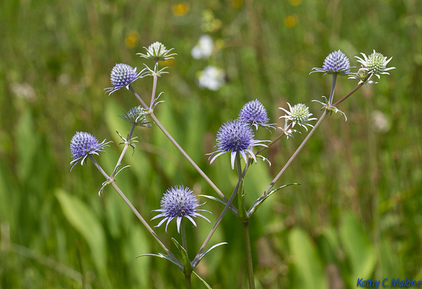Eryngium aquaticum