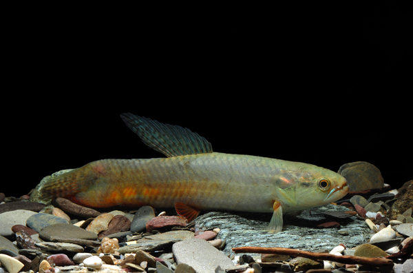 Erythrinus