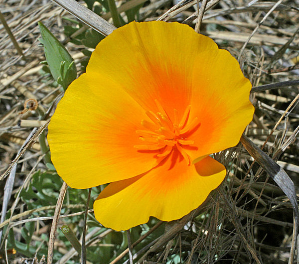 Eschscholtzia californica