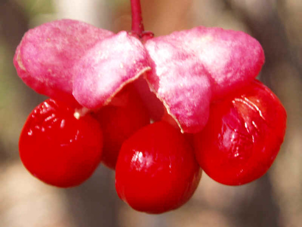 Euonymus atropurpurea
