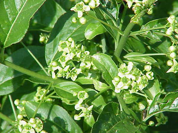 Euonymus europaea
