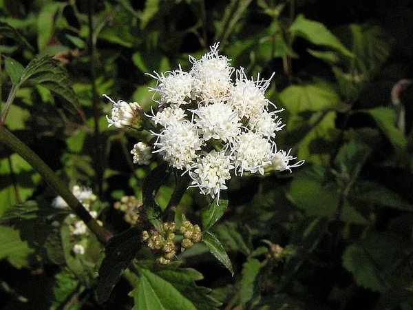 Eupatorium aromaticum
