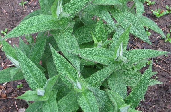 Eupatorium perfoliatum