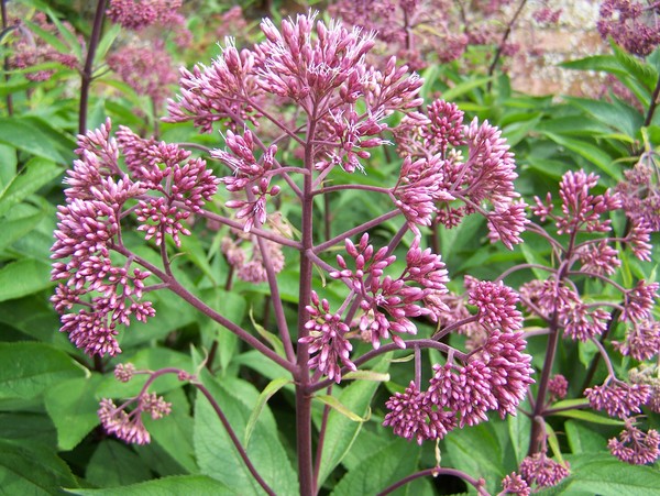 Eupatorium purpureum