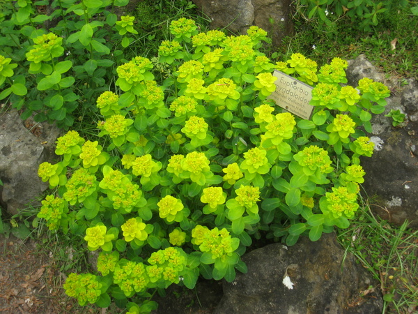 Euphorbia amygdaloides
