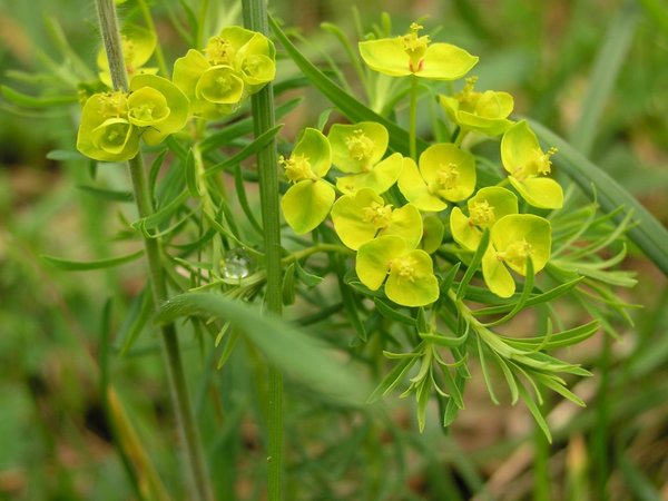 Euphorbia cyparissias