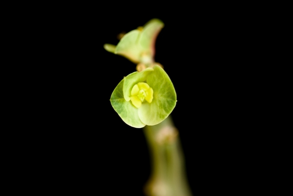 Euphorbia heterodoxa