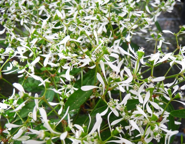 Euphorbia hypericifolia