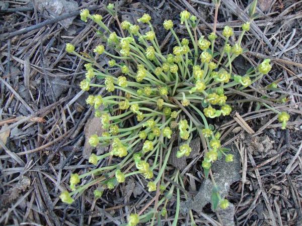 Euphorbia ipecacuanhae