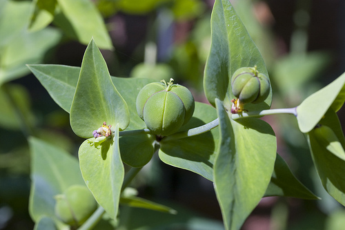 Euphorbia lathyris