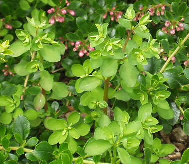 Euphorbia peplus