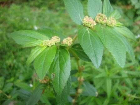 Euphorbia pilulifera