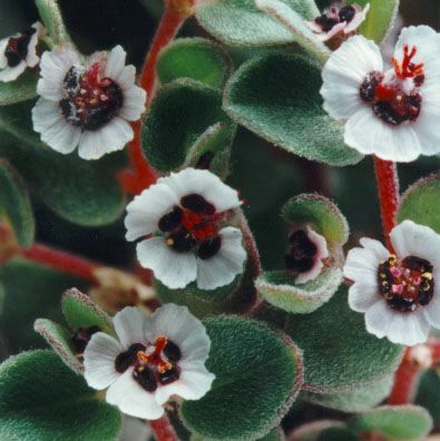 Euphorbia polycarpa