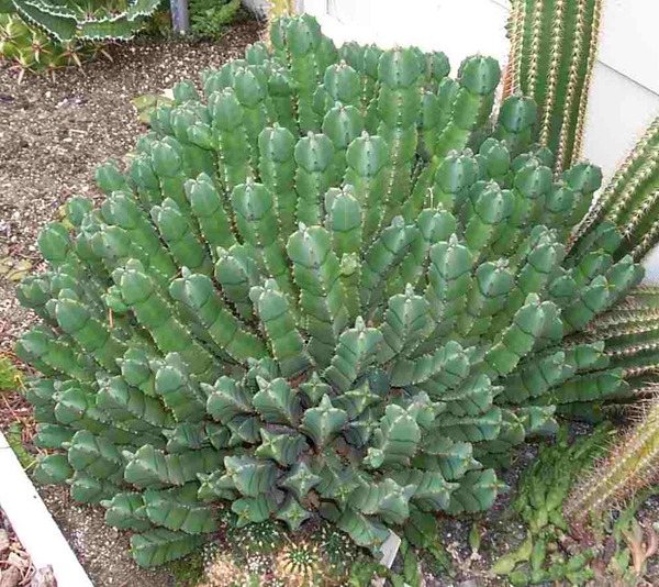 Euphorbium officinarum