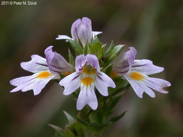 Euphrasia officinalis