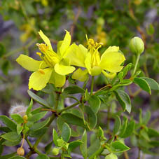 Eupionum