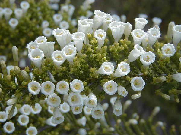 Fabiana imbricata