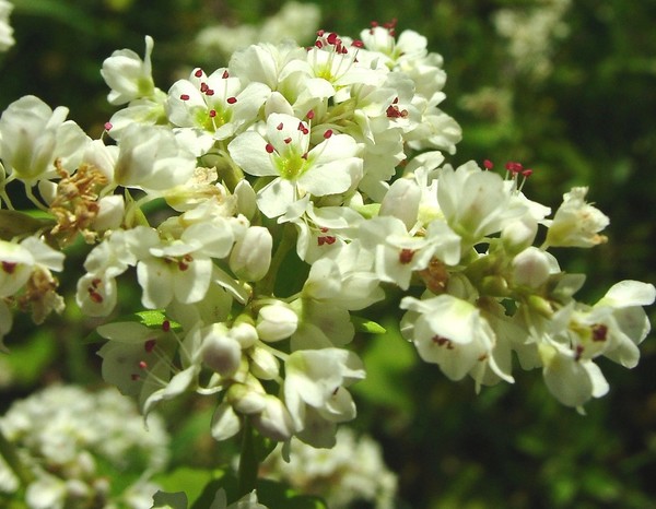 Fagopyrum esculentum