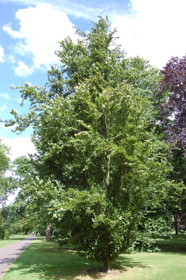 Fagus