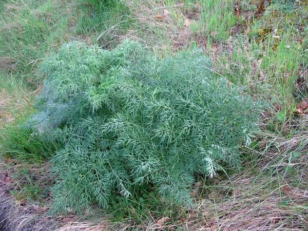 Ferula glauca
