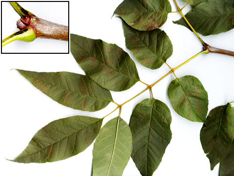 Fraxinus americana